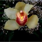 ORQUIDEA " Cymbidium "