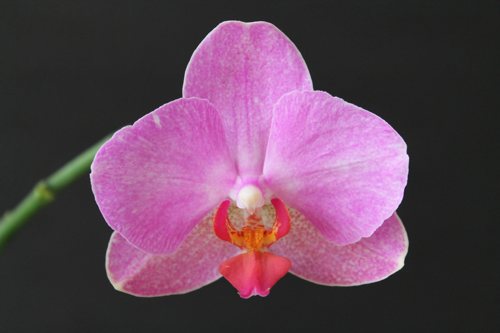 Orquidea