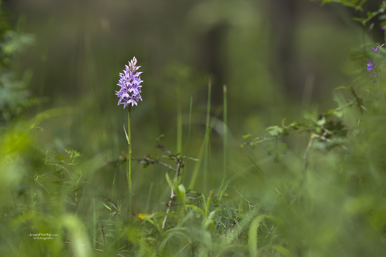 Orquidea Dactylorhiza fuchsii