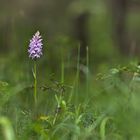 Orquidea Dactylorhiza fuchsii