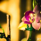 Orquídea