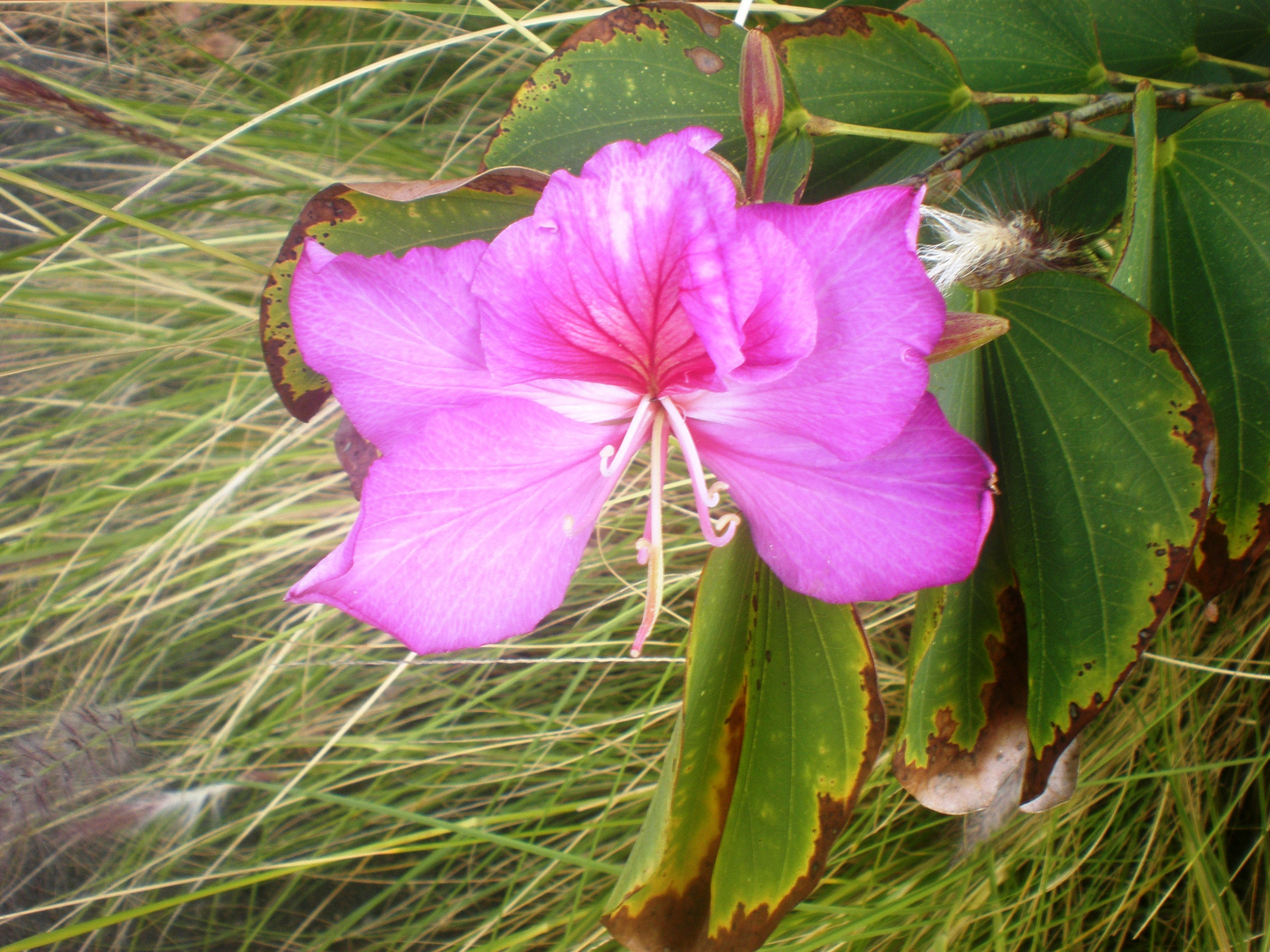 Orquidea de árbol.