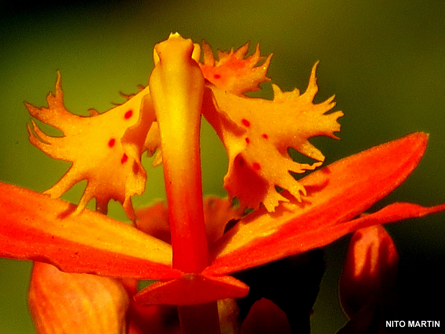 Orquidea de Pikina