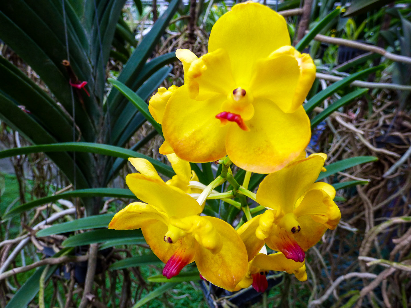 Orquídea de Tailandia