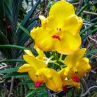 Orquídea de Tailandia