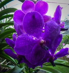 Orquidea de Tailandia