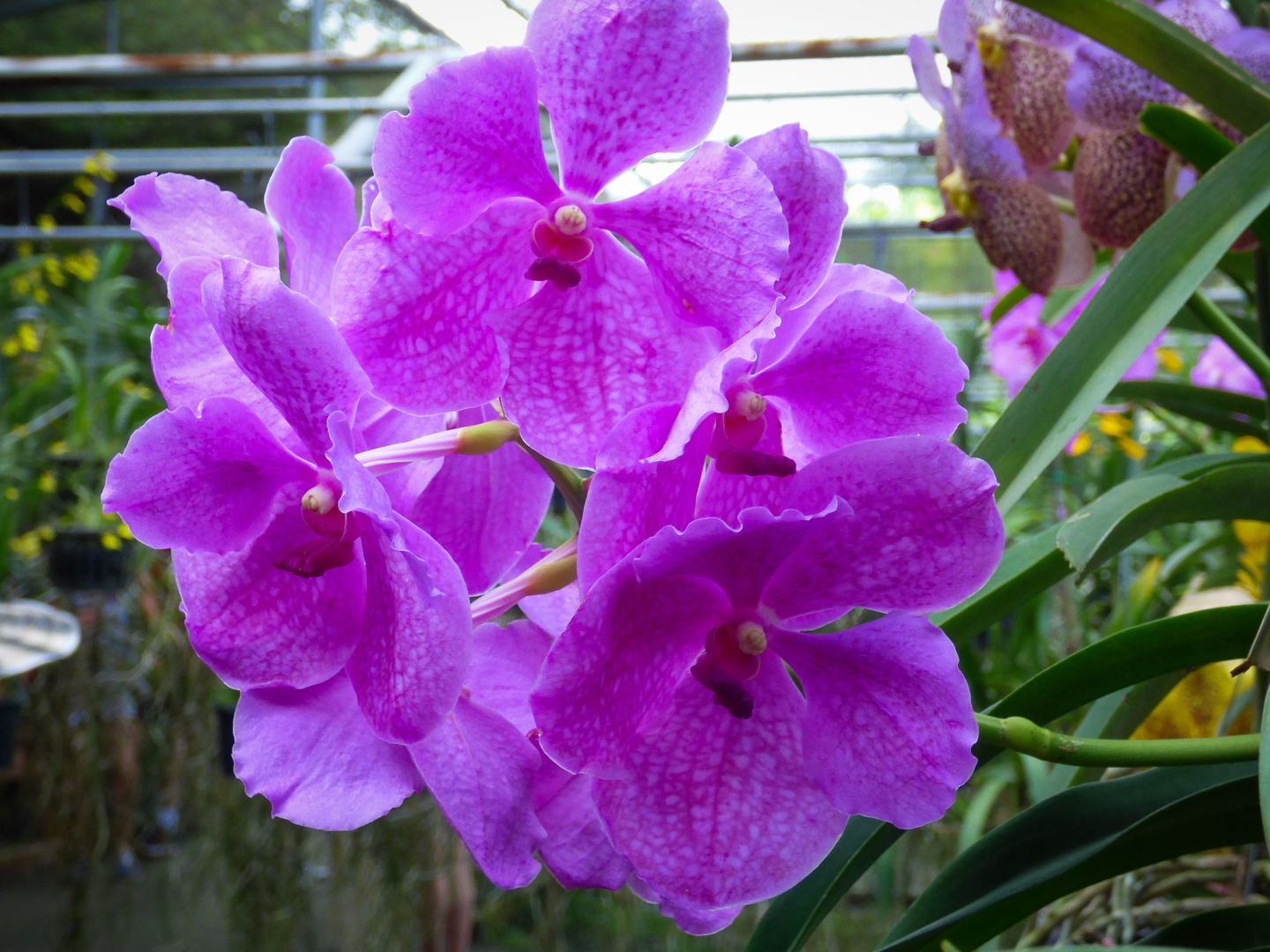 Orquídea de Tailandia