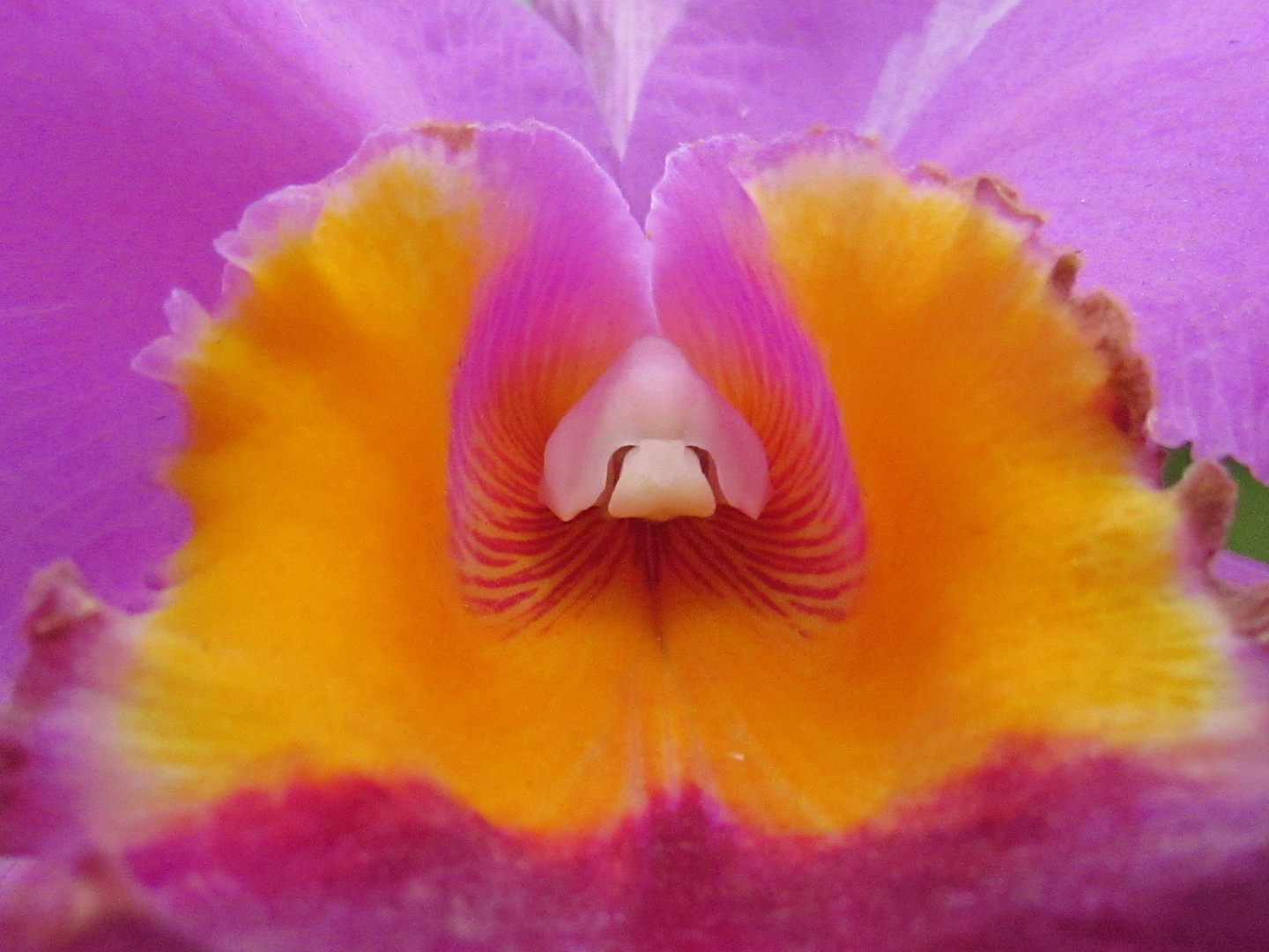 Orquidea (detalle)