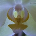 Orquídea