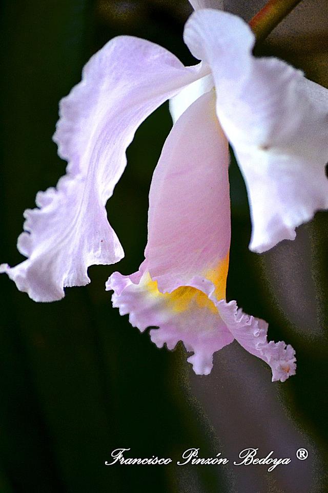 Orquídea en cercanías de mi casa