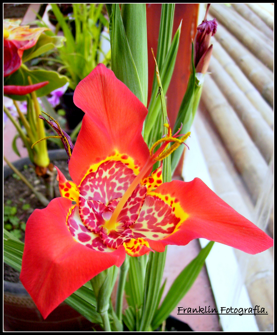 Orquídea en el hogar.