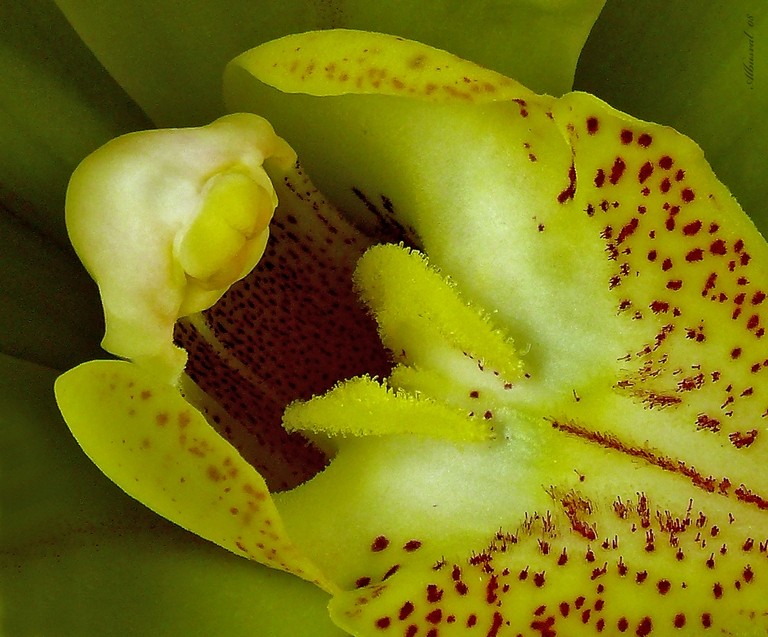 Orquidea Erotismo s