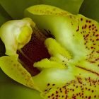 Orquidea Erotismo s