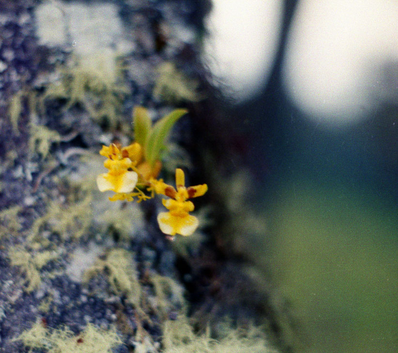 Orquidea