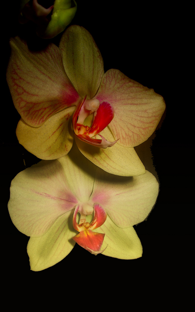 Orquidea I