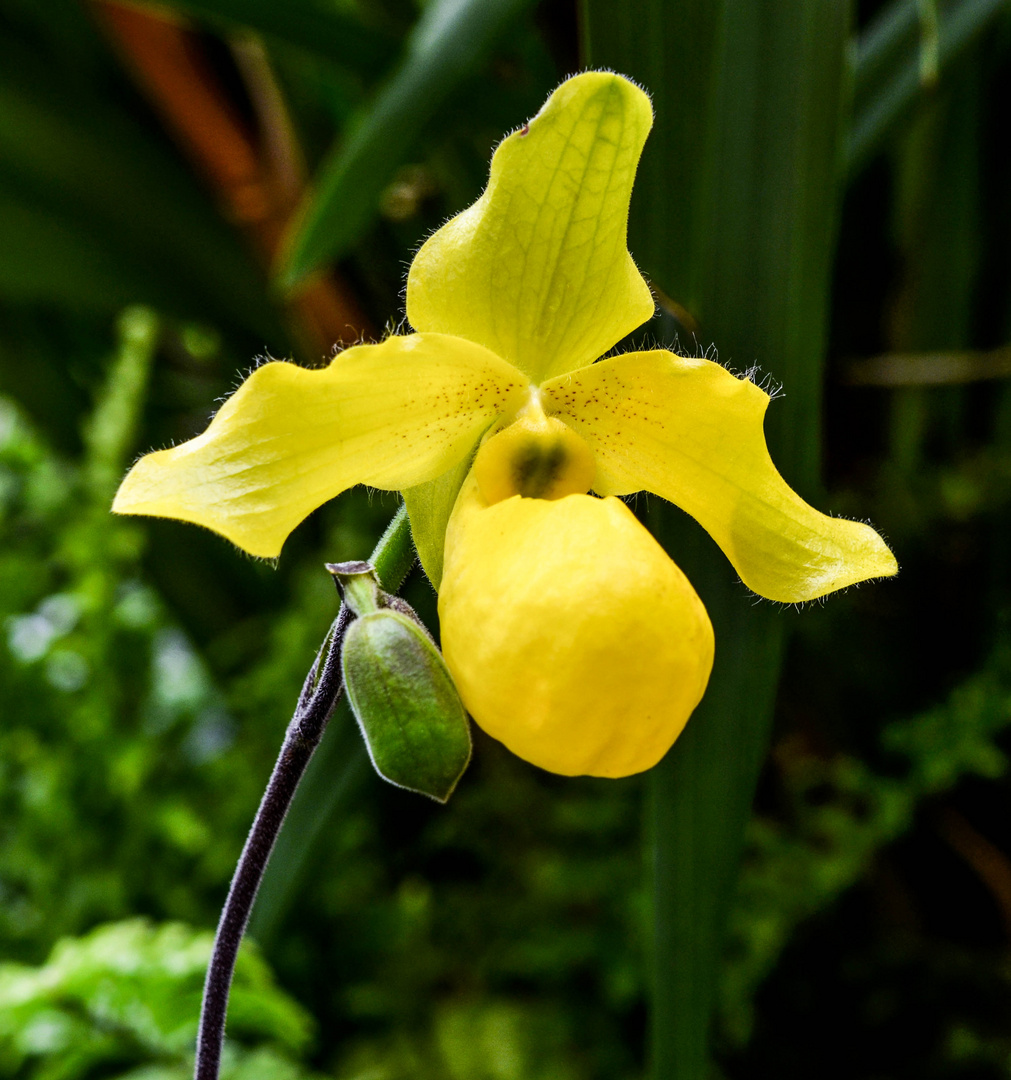 ORQUIDEA II