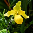 ORQUIDEA II