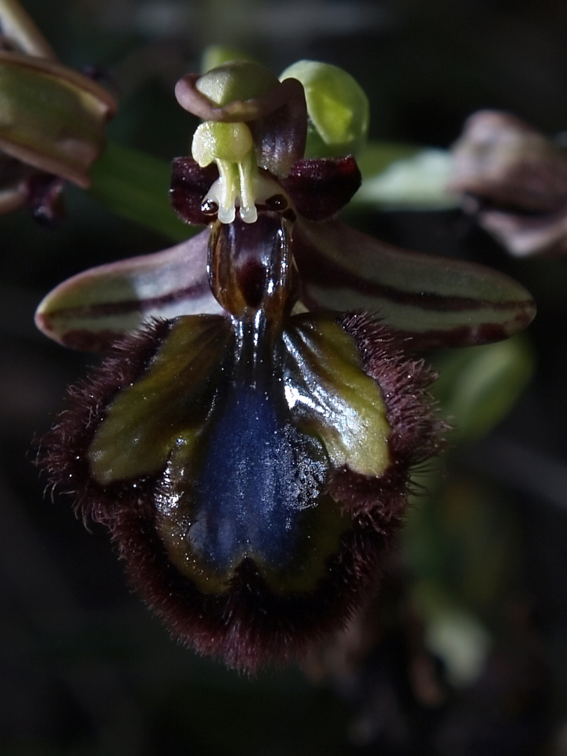 Orquidea II