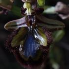 Orquidea II