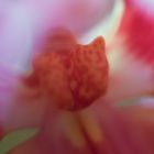 orquidea interior macro