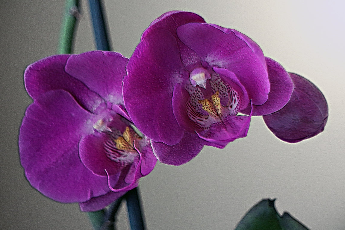 Orquidea lila (phalaenopsis)