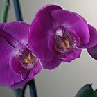 Orquidea lila (phalaenopsis)