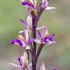 ORQUIDEA -LIMODORUM ABORTIVUM-