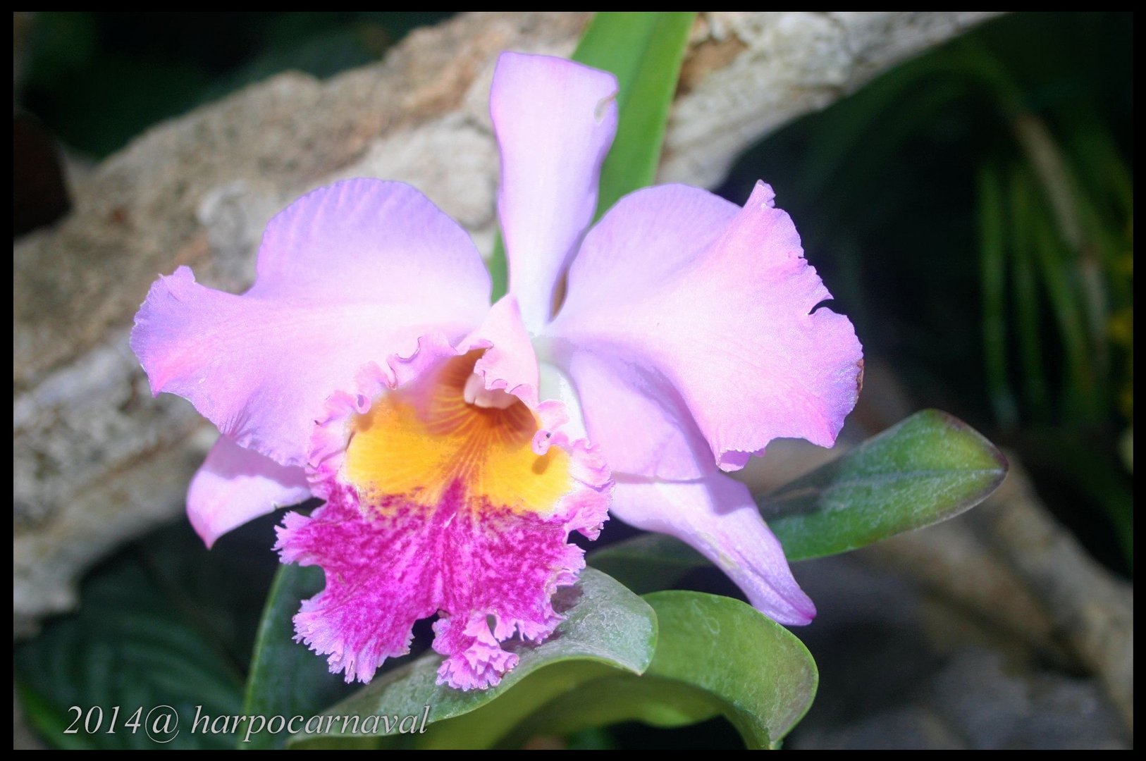 Orquidea : Love gift