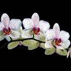 Orquídea mariposa 01