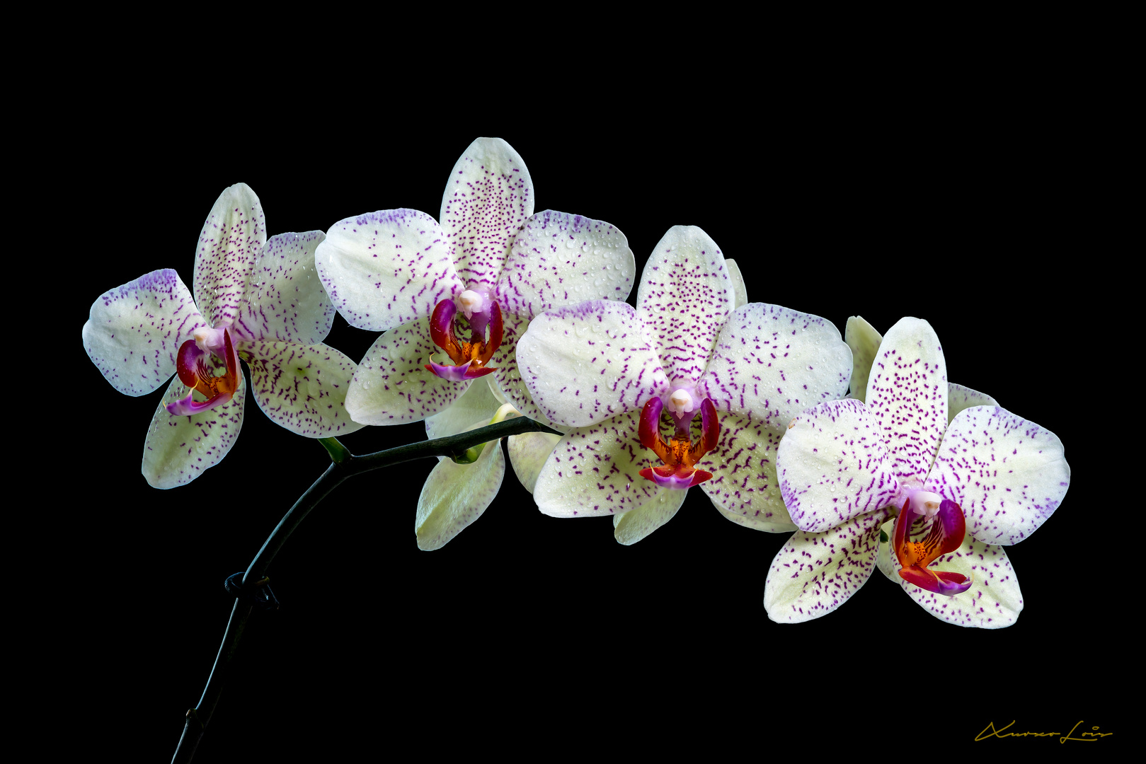 Orquídea mariposa 02