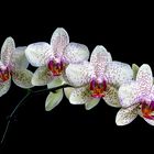 Orquídea mariposa 02