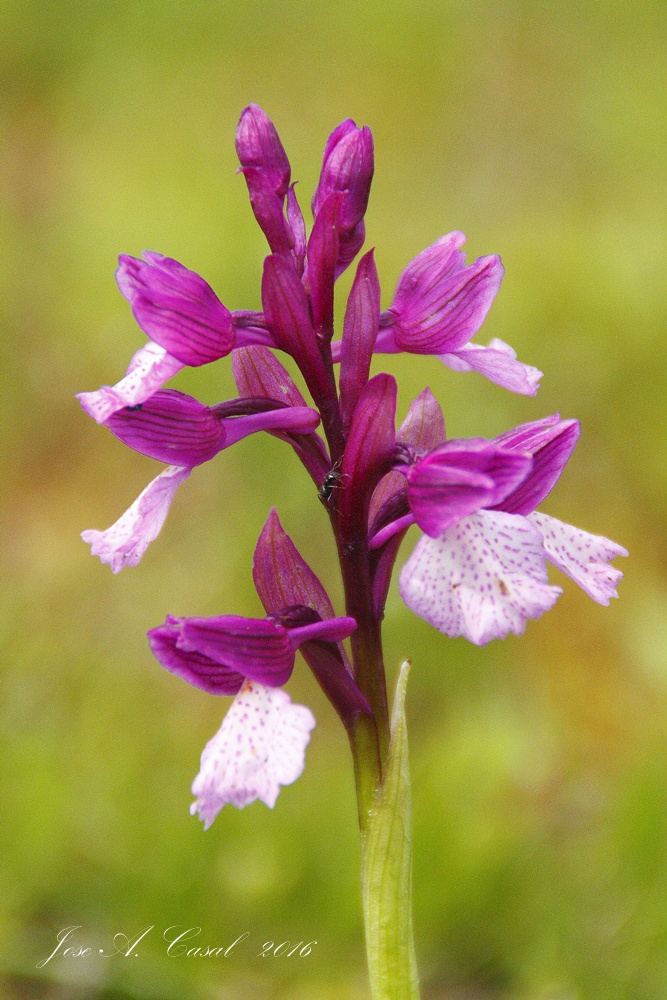  Orquídea mariposa 