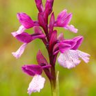  Orquídea mariposa 