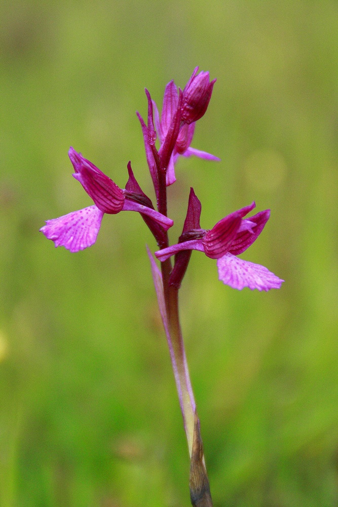 Orquidea Mariposa