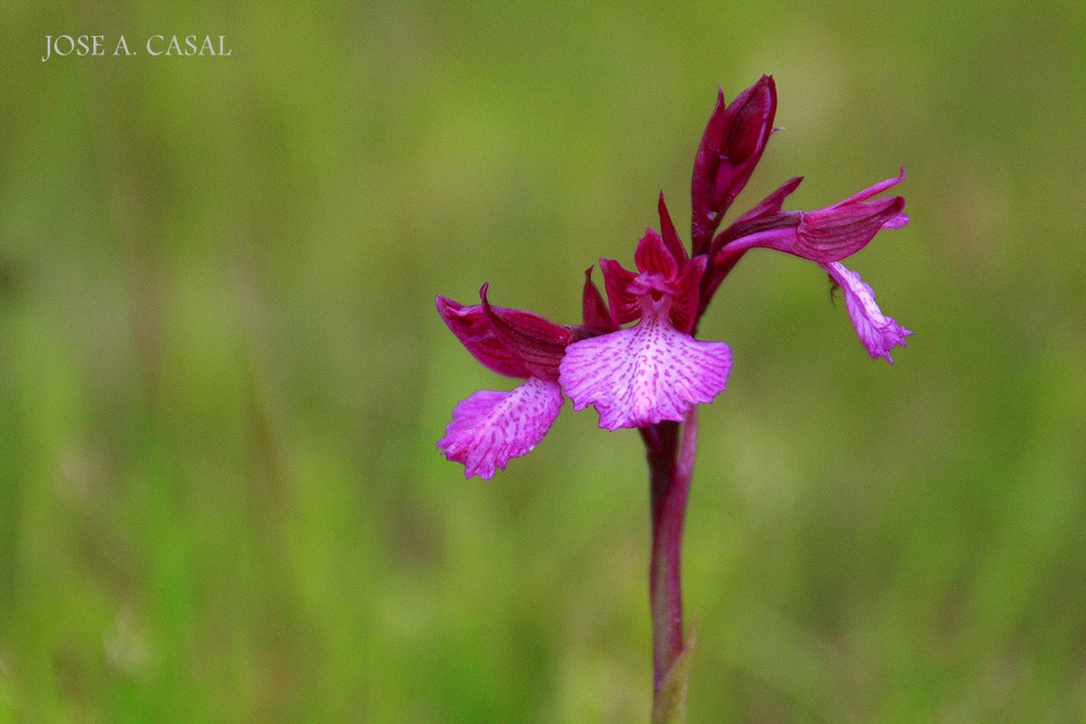  Orquídea mariposa 