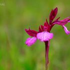  Orquídea mariposa 