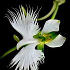 orquídea mensajera 
