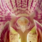 orquidea morada