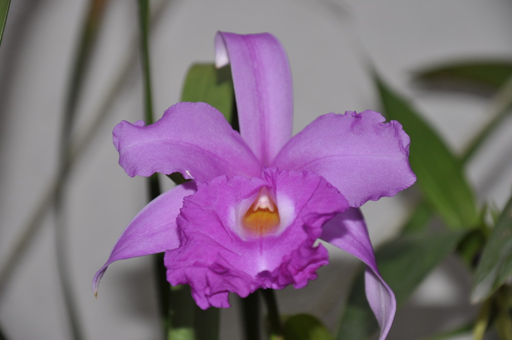 Orquidea Morada