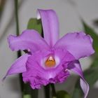 Orquidea Morada