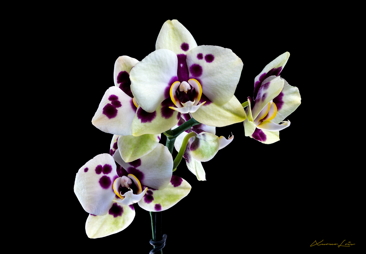 Orquídea moteada violeta