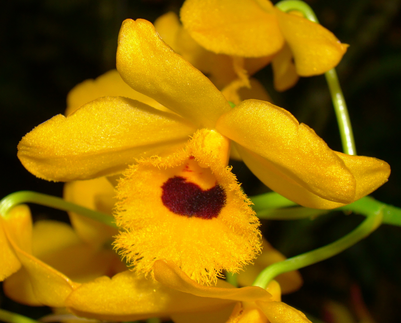 Orquídea naranja