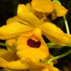 Orquídea naranja