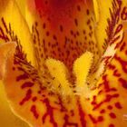 orquidea naranja