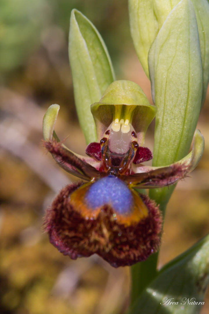 Orquídea Ophrys Speculum.