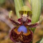 Orquídea Ophrys Speculum.