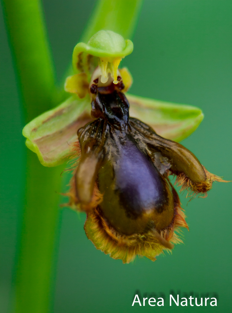 Orquidea Ophrys speculum.