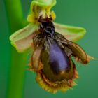 Orquidea Ophrys speculum.