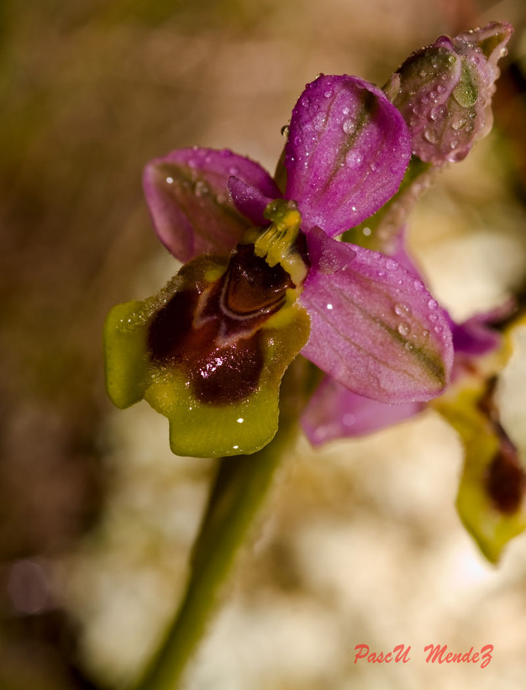 Orquidea Ophrys tenthredinifera