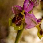 Orquidea Ophrys tenthredinifera